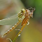 Ganz frisch beflügelte Libelle... - Une libellule toute fraîche...