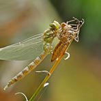 Ganz frisch beflügelte Libelle... - Une libellule toute fraîche...