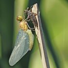 Ganz frisch - Libelle nach dem Schlüpfen