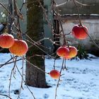 Ganz frische Äpfel gefällig