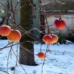 Ganz frische Äpfel gefällig