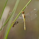 Ganz frische Schwarze Heidelibelle (Sympetrum danae)