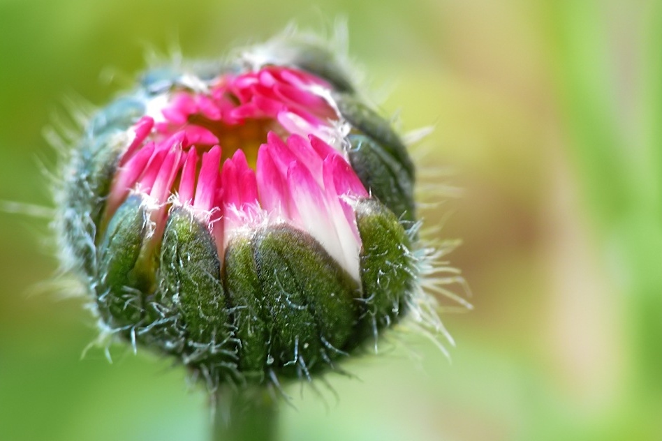 ganz frisches Gänseblümchen