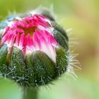 ganz frisches Gänseblümchen