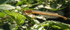 Ganz frisches Weibchen der Blauen Federlibelle (Platycnemis pennipes) im Abendlicht