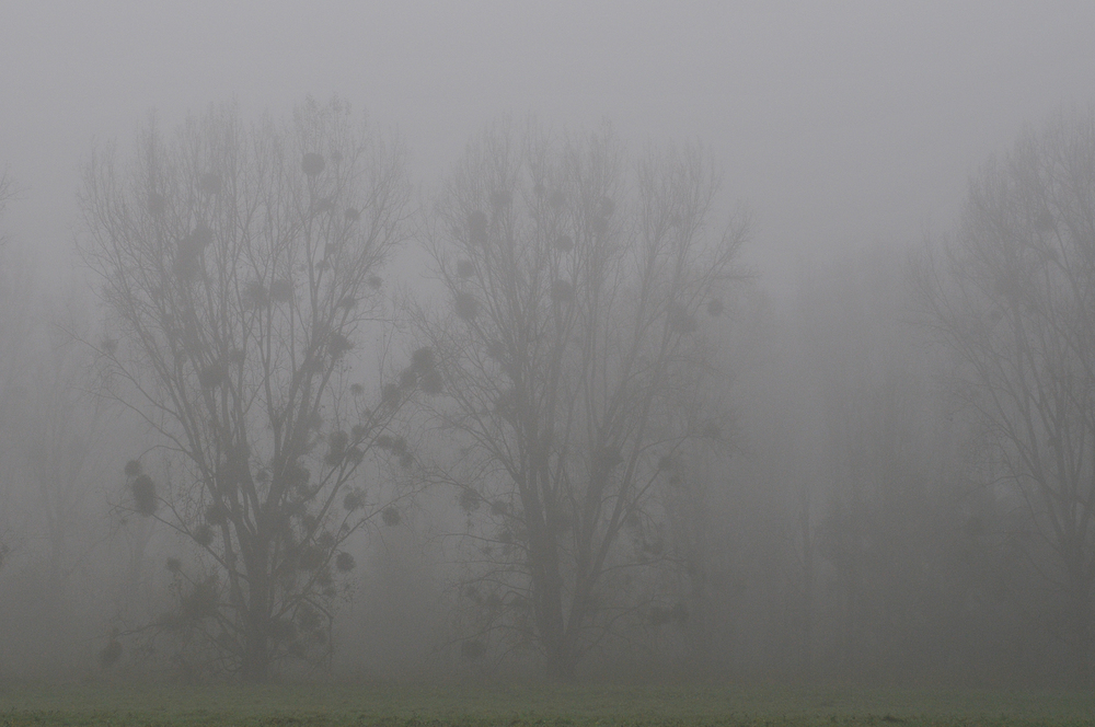 Ganz früh am Morgen bei Nebel …. 02