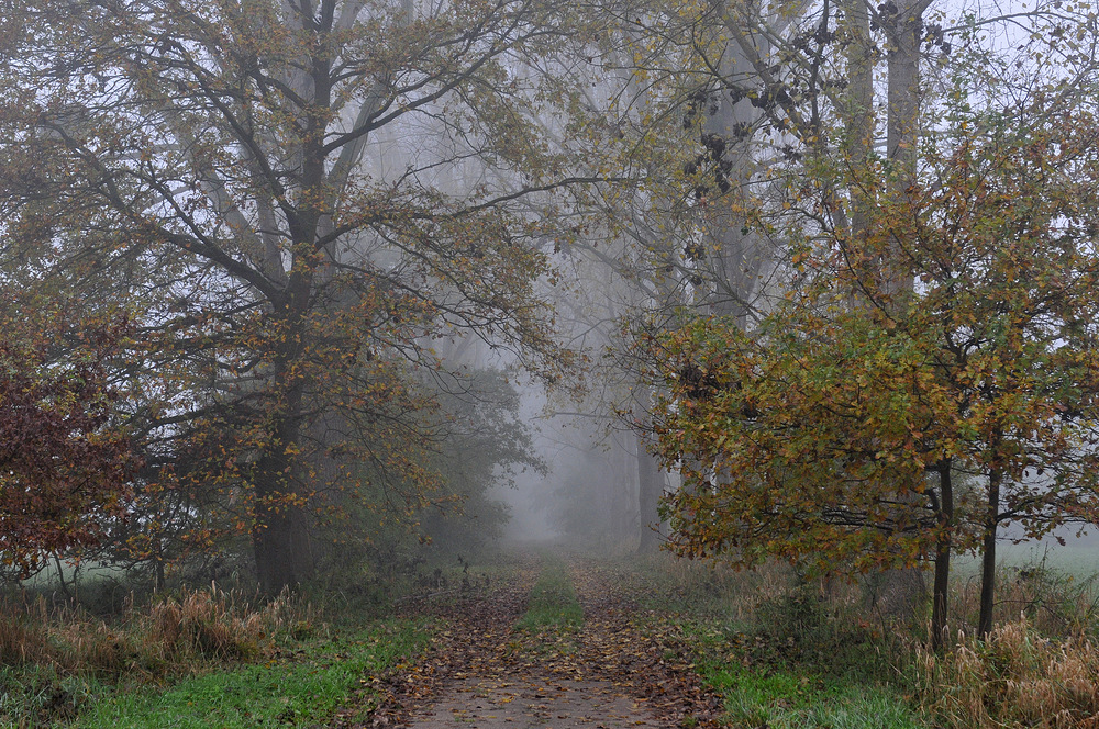 Ganz früh am Morgen bei Nebel …. 03