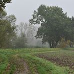 Ganz früh am Morgen bei Nebel …. 04