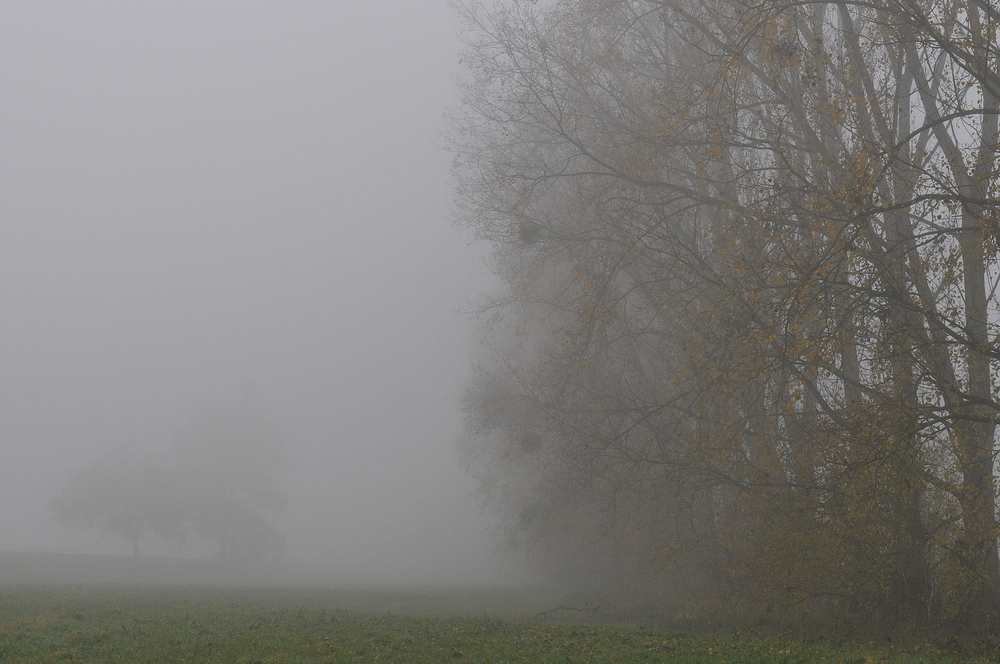 Ganz früh am Morgen bei Nebel …. 05