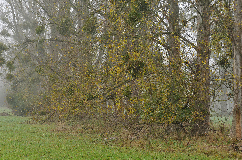 Ganz früh am Morgen bei Nebel …. 06