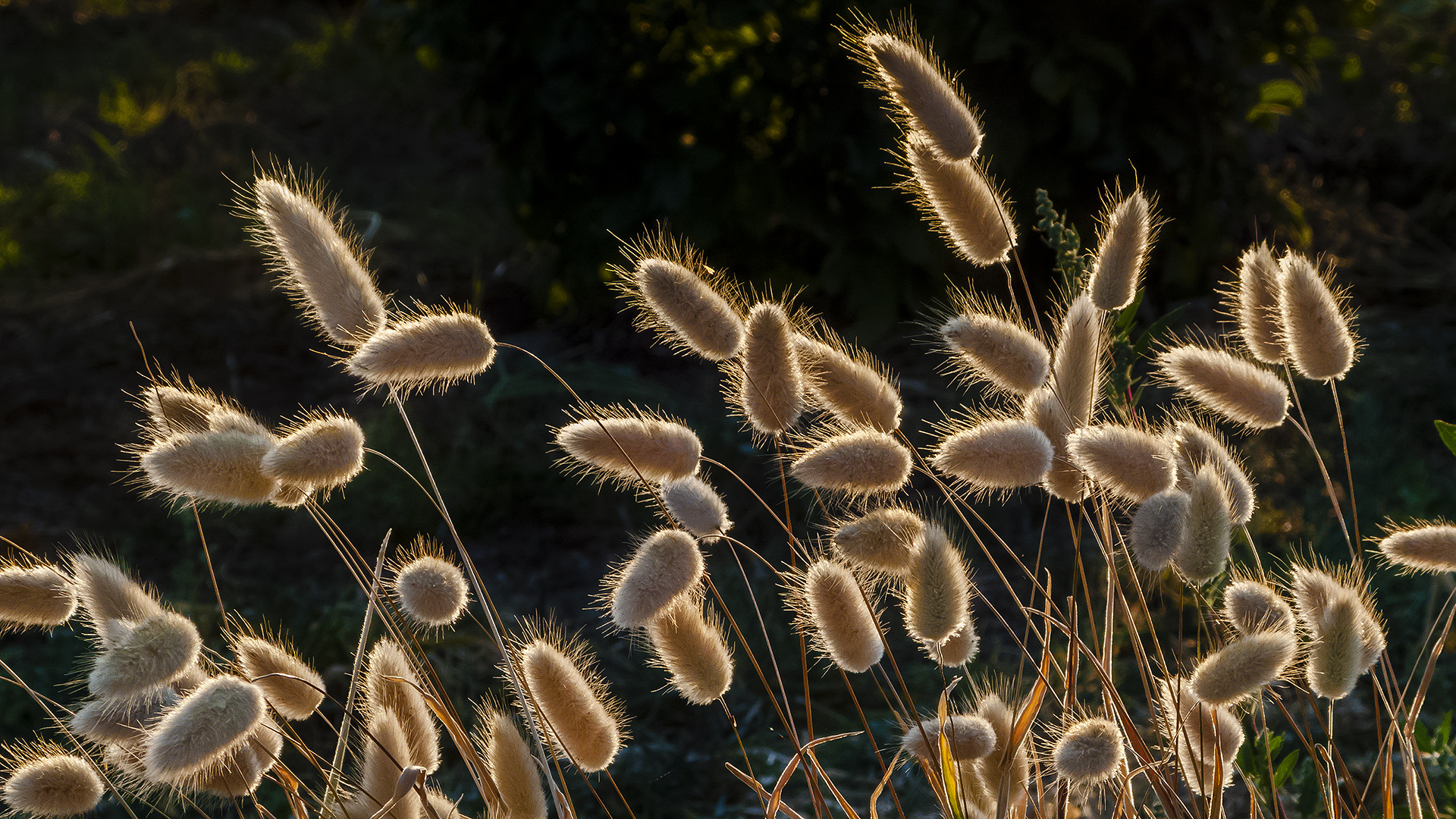 Ganz früh am Morgen sind die Temperaturen noch erträglich.  (4)