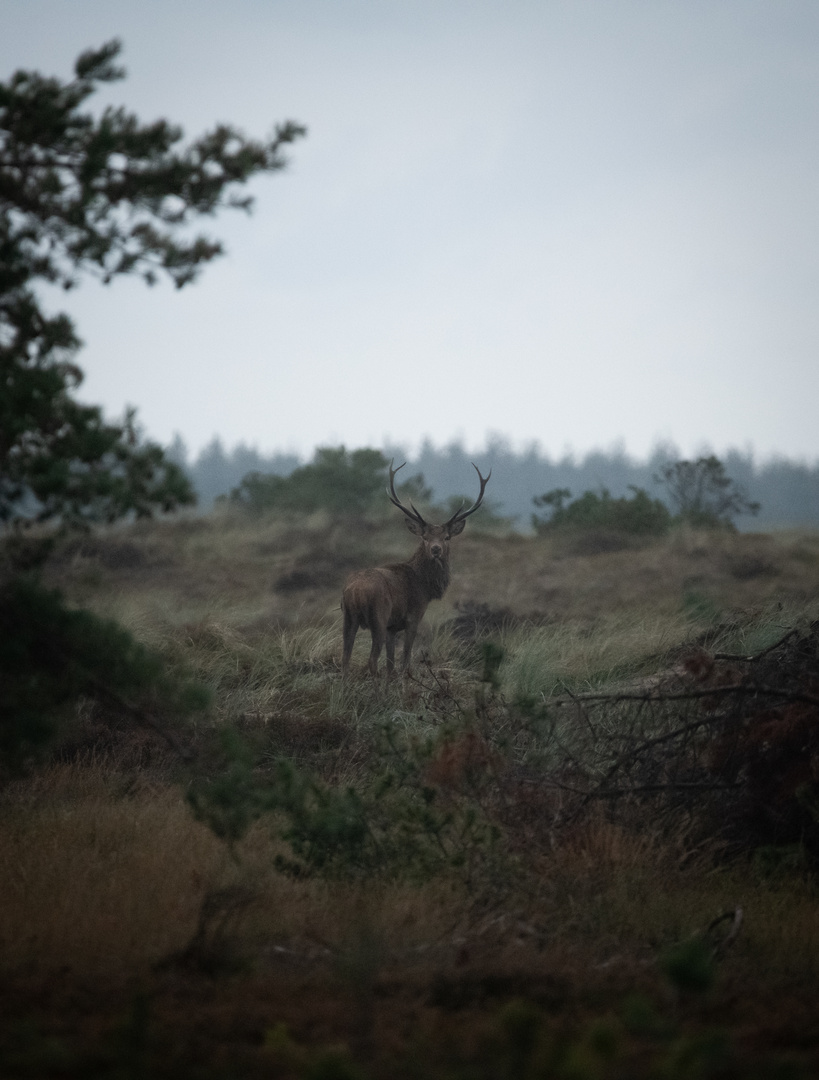 Ganz früh morgens in der Heide....