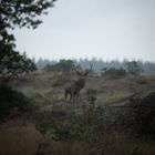 Ganz früh morgens in der Heide....