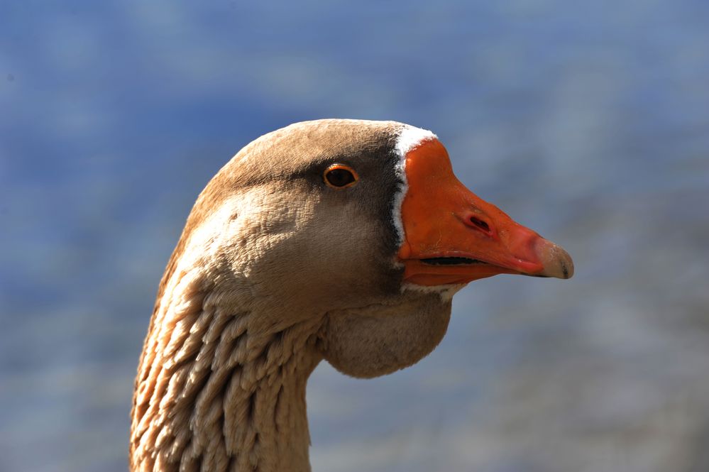 Ganz Gans...! Foto &amp; Bild | tiere, tierdetails, gans Bilder auf ...