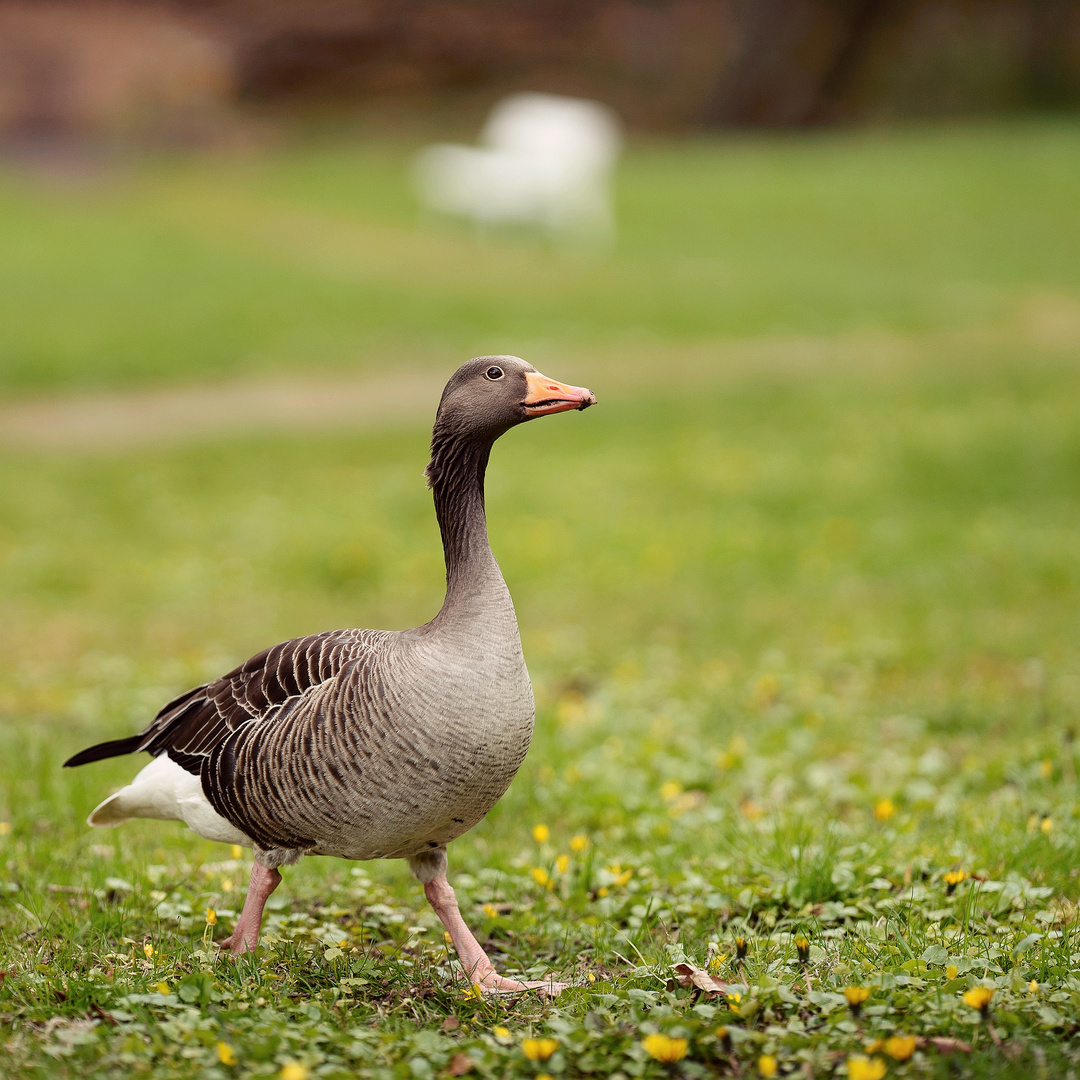 Ganz Gans im Gänseschritt