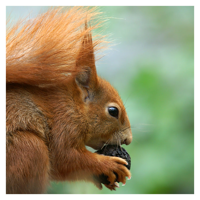 ganz, ganz süsses hörnchen, echt