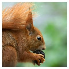 ganz, ganz süsses hörnchen, echt