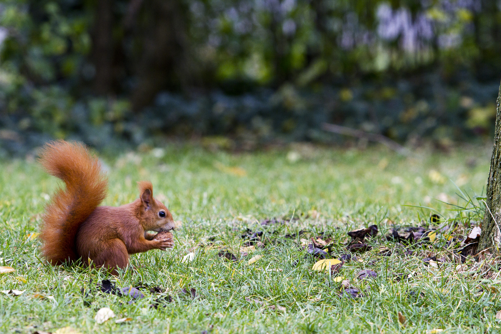 Ganz gechilltes Eichhörnchen