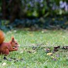 Ganz gechilltes Eichhörnchen