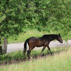 ganz gemächlich geht s durch den Sommer