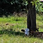 ganz gemütlich ist s im Schatten untern Baum