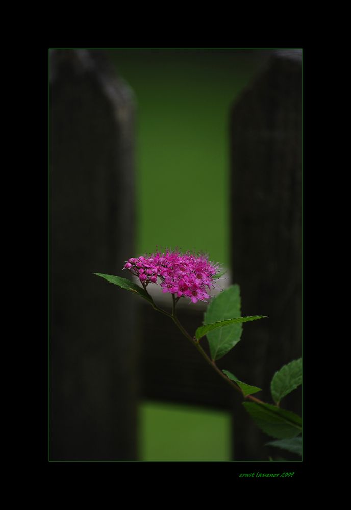 ganz gewöhnlicher gartenzaun...