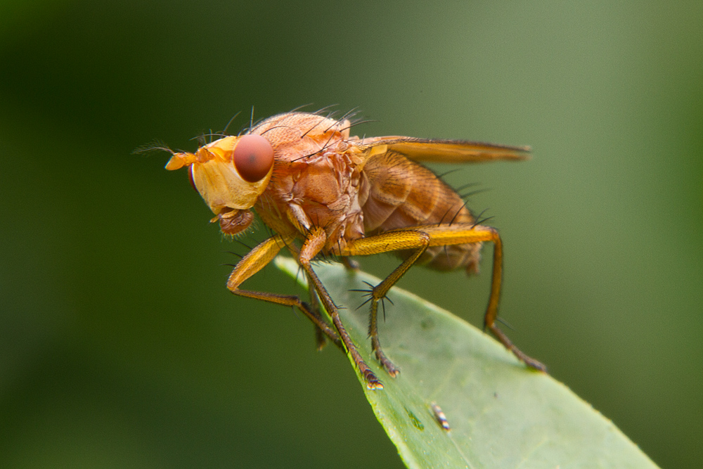 Ganz Groß Schneckenfliege - ein Tetanocera arrogans Weibchen