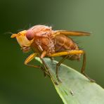 Ganz Groß Schneckenfliege - ein Tetanocera arrogans Weibchen