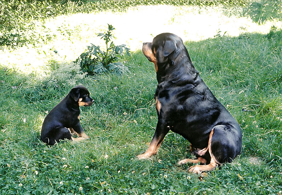 ganz große Hundeschule