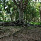 ....ganz großer Bonsai....