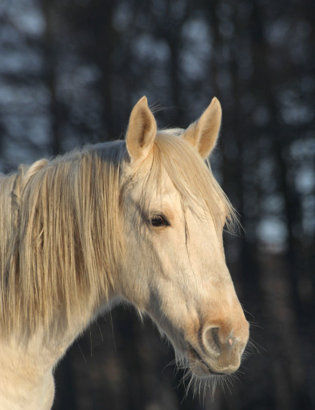 Ganz heller Palomino im Winterpelz...