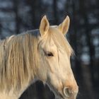 Ganz heller Palomino im Winterpelz...