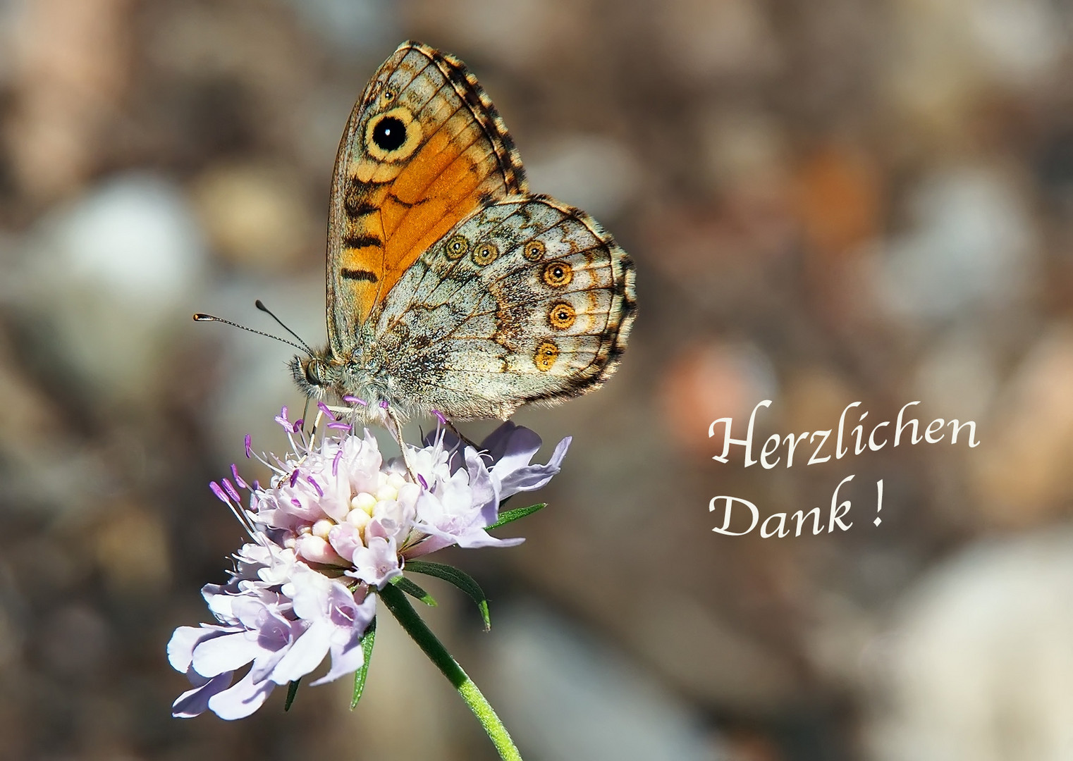 Ganz herzlichen Dank für deine lieben Wünsche!