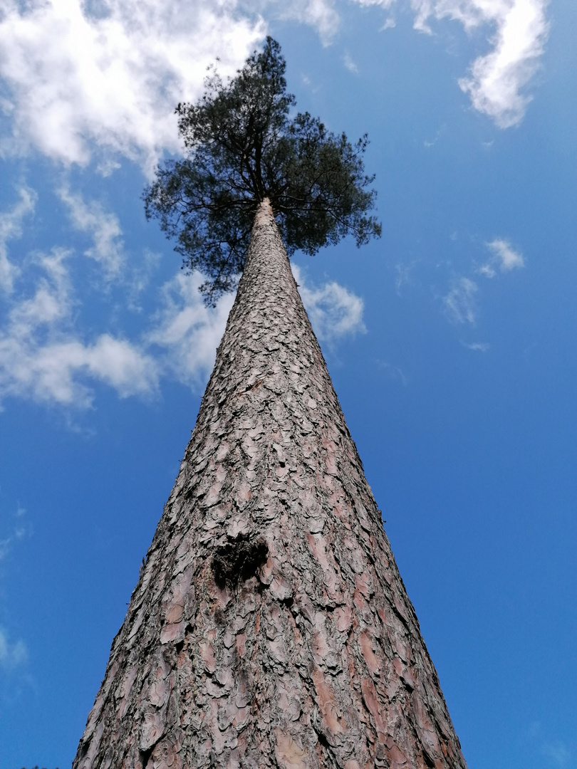 Ganz hoch hinaus ... bis in den Himmel hinein?