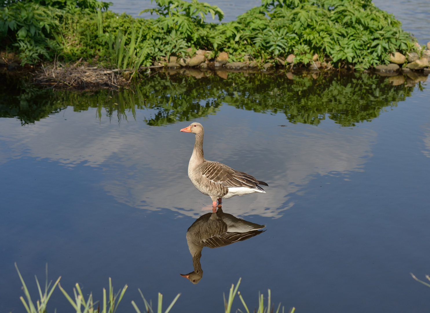 Ganz im Speigel oder Gans im Spiegel?