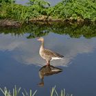 Ganz im Speigel oder Gans im Spiegel?