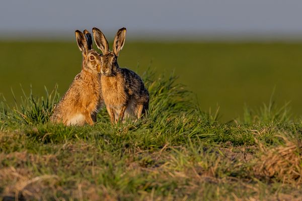 "Ganz im Vertrauen,...