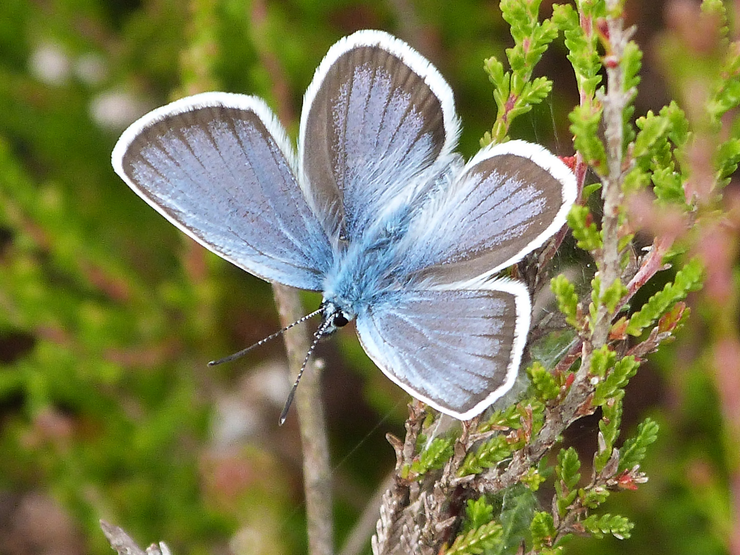 ganz in blau ..