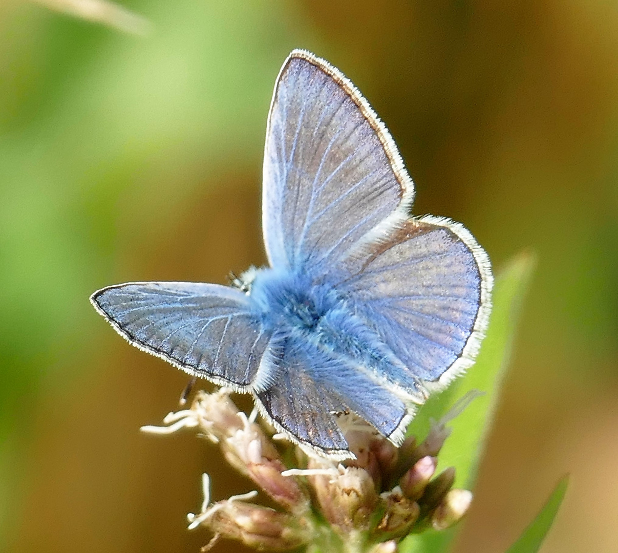 Ganz in Blau