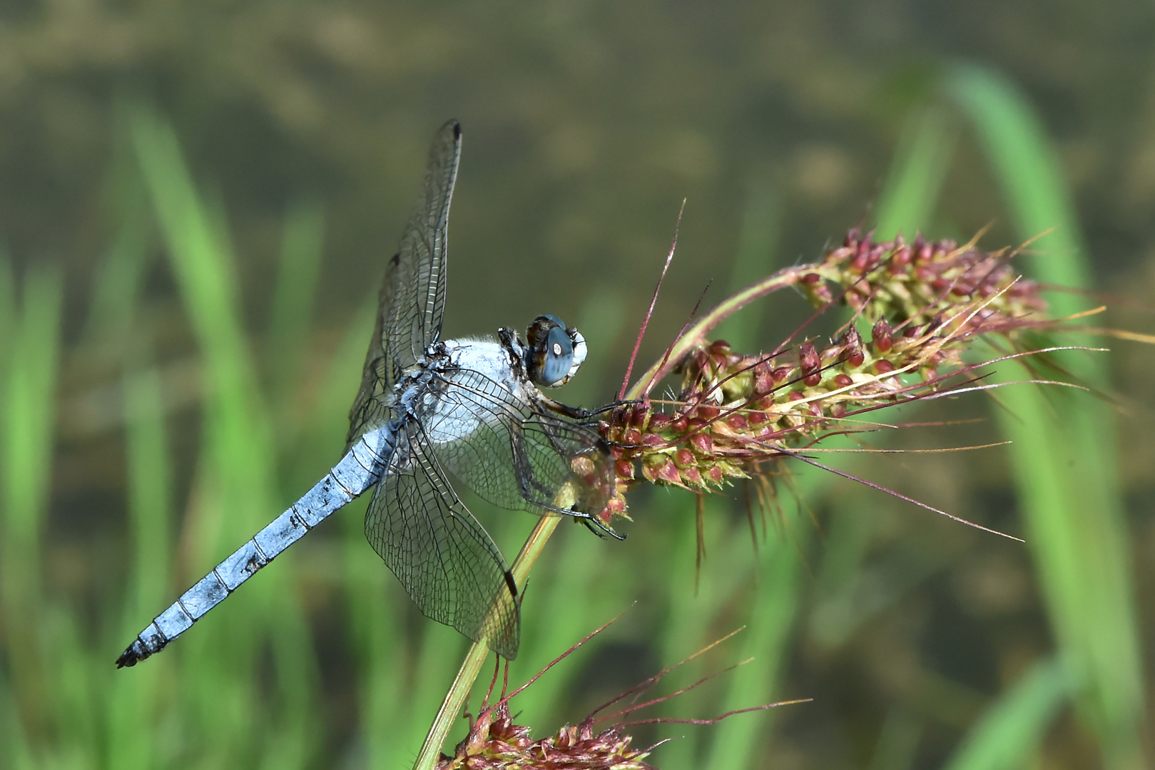 Ganz in Blau