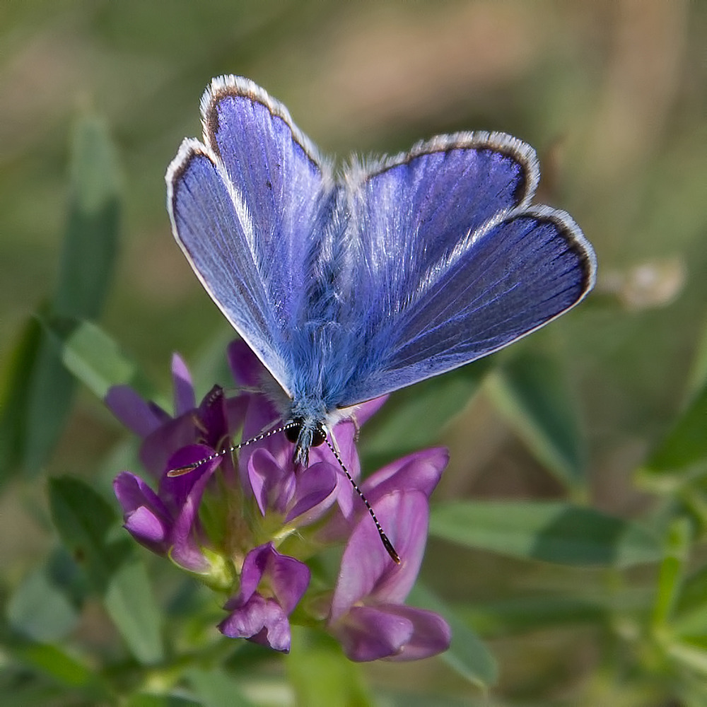 Ganz in blau ....