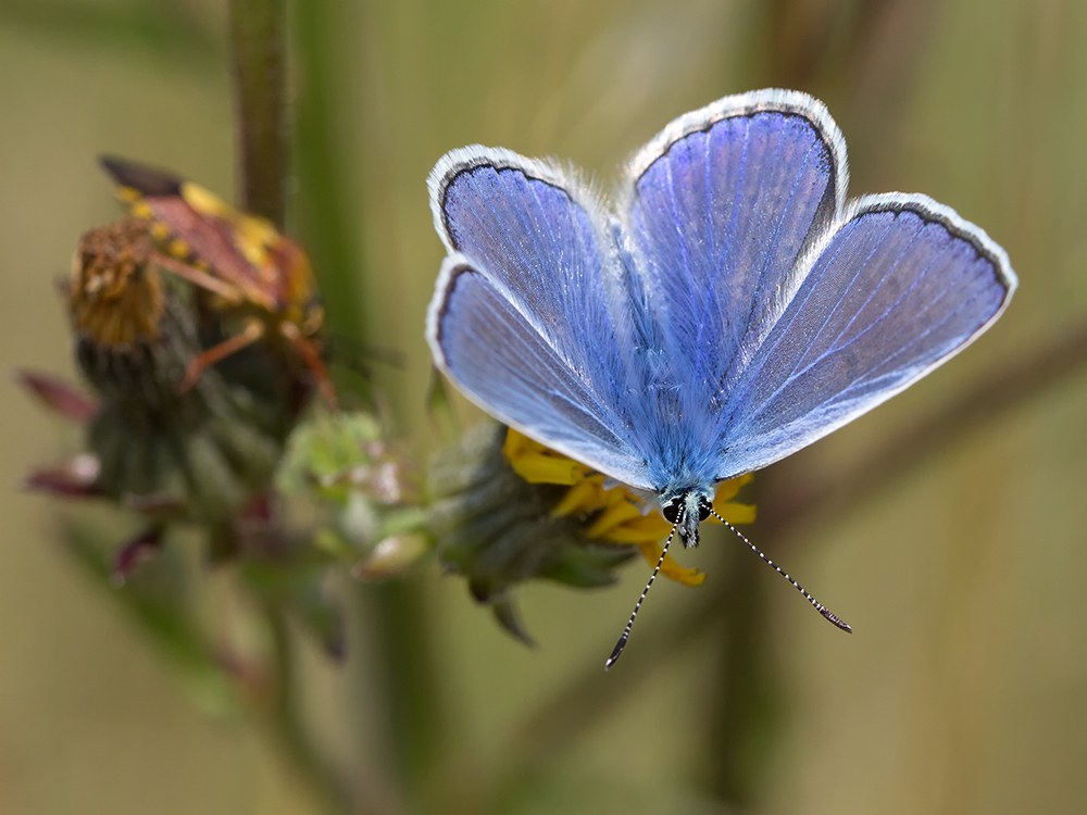 Ganz in Blau