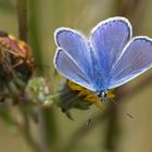 Ganz in Blau