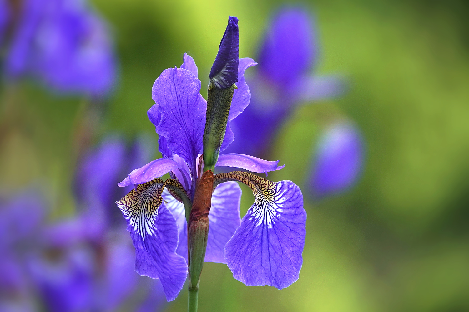 Ganz in blau