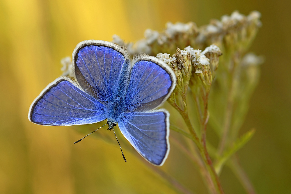 Ganz in Blau