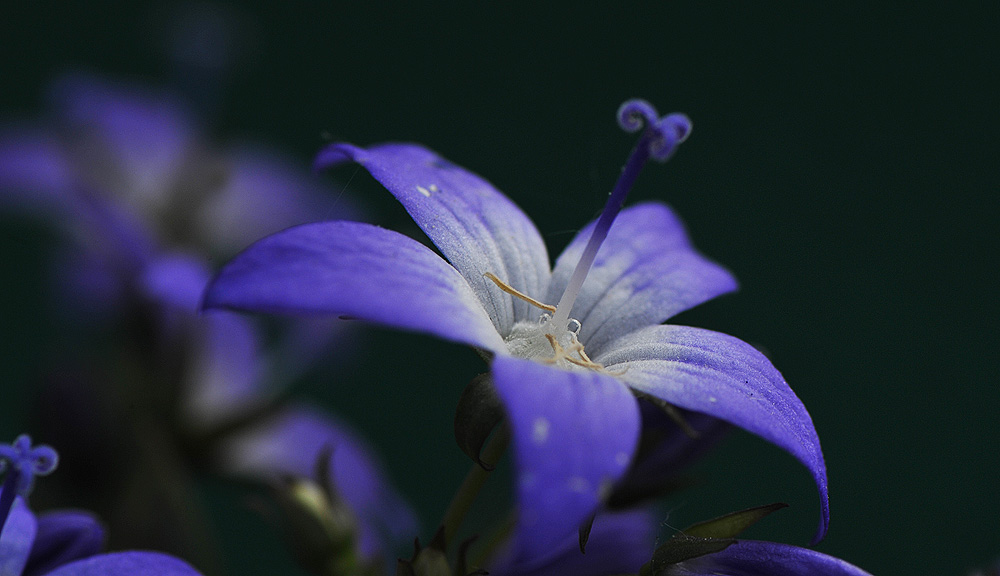 ganz in blau......