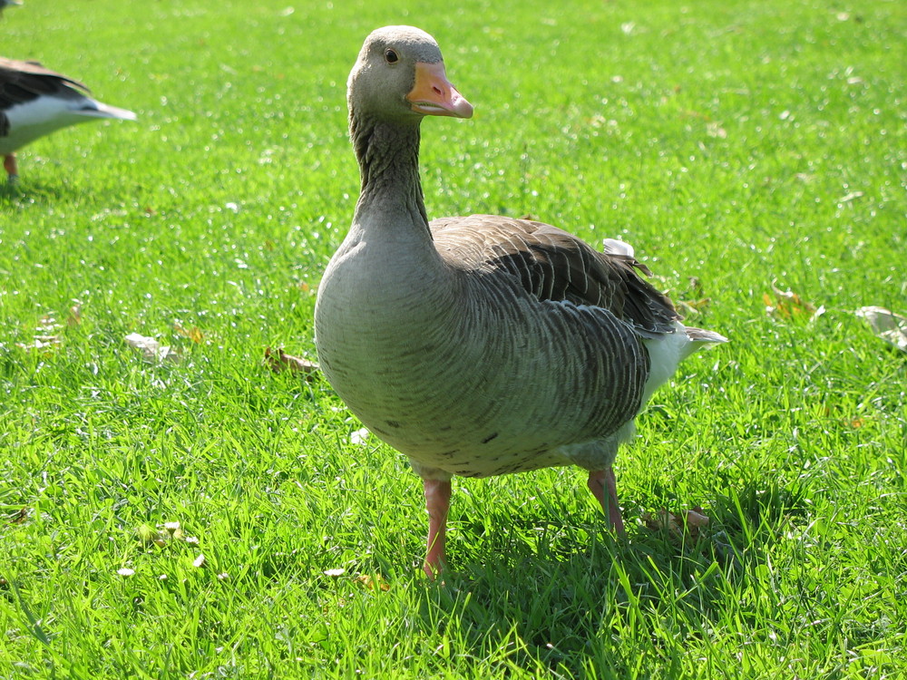 Ganz in der Rheinaue Mai 2009