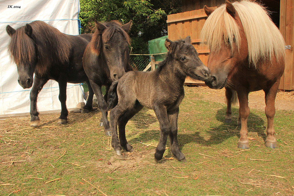 ganz in Familie