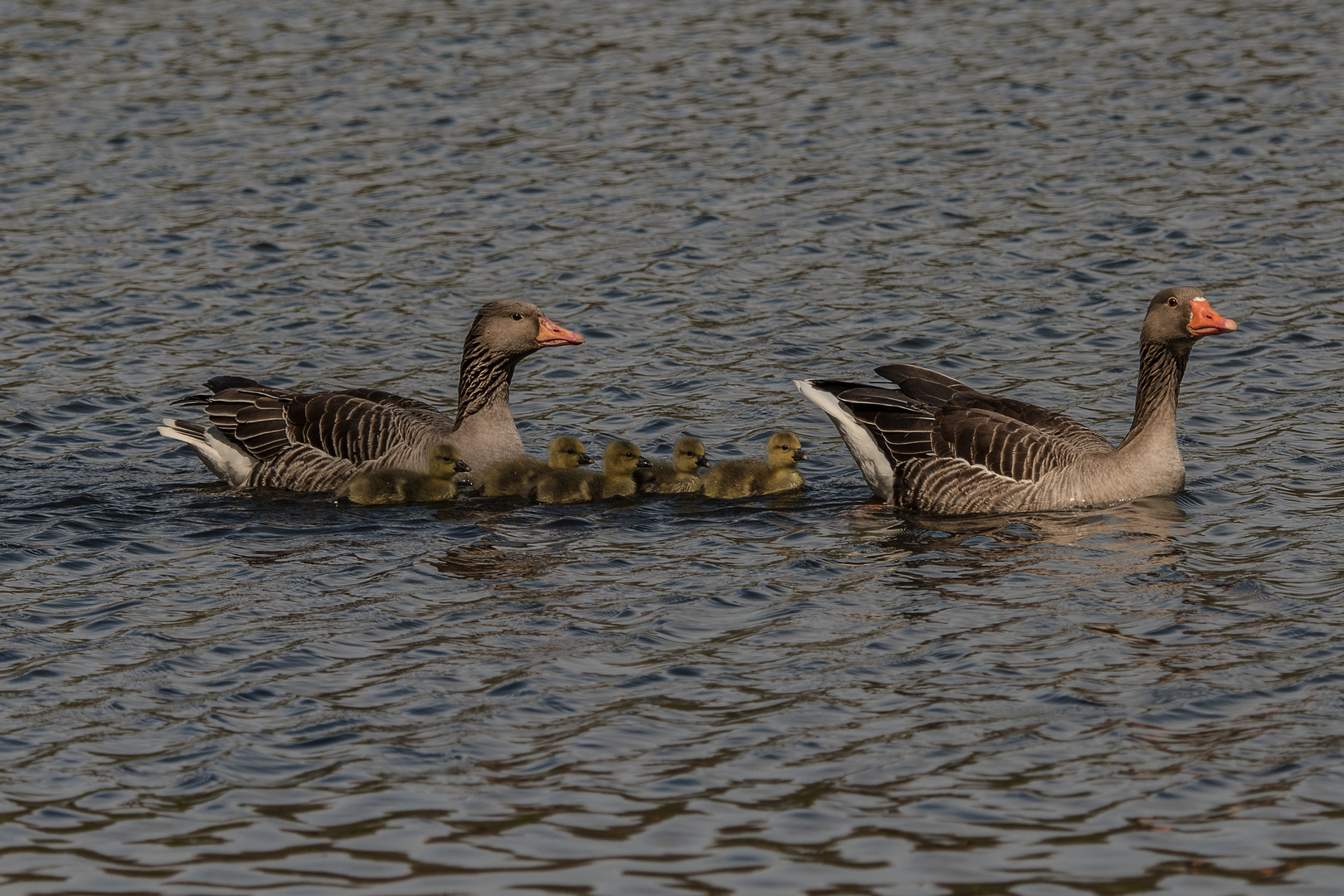 Ganz in Familie