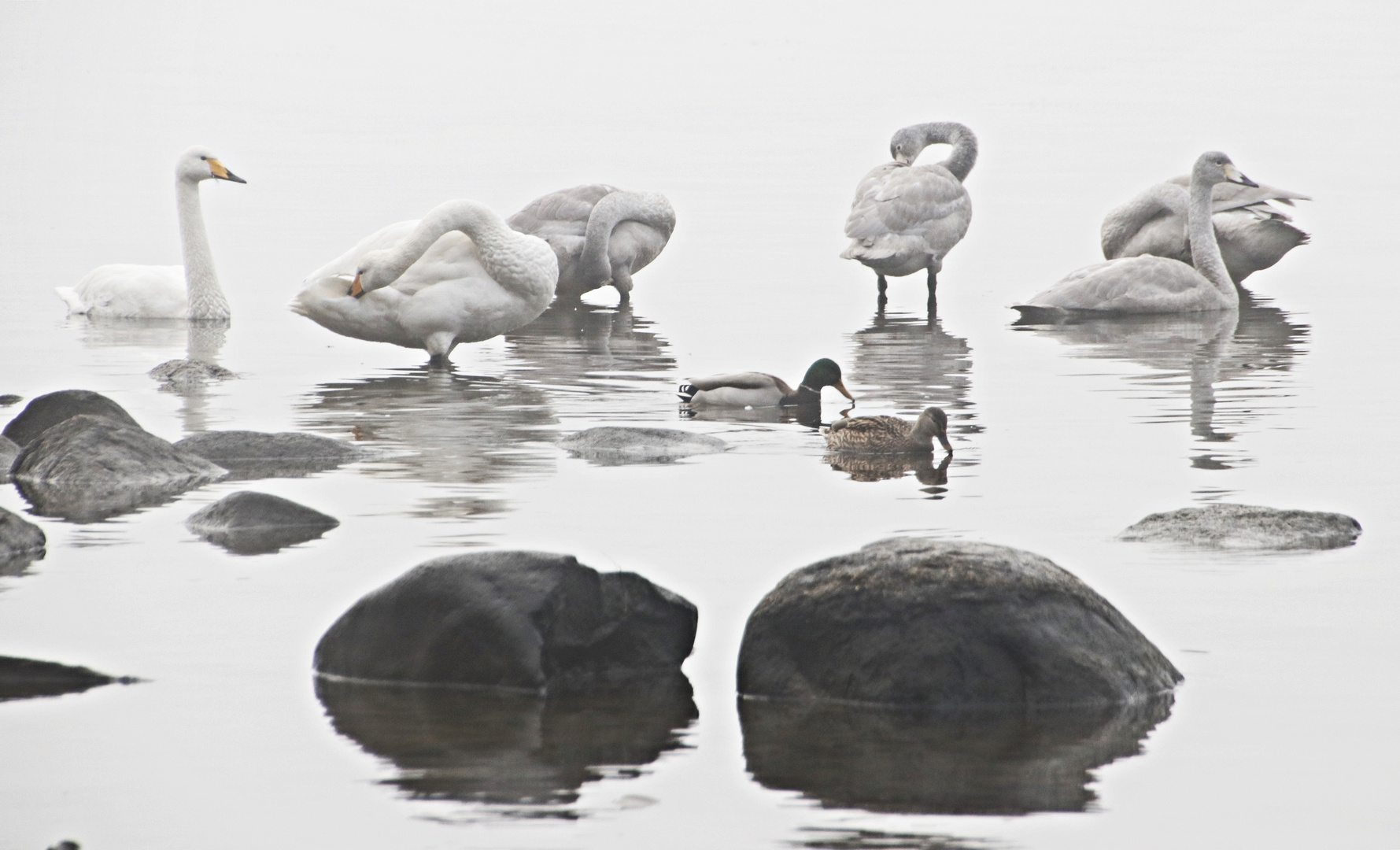 ganz in Familie und zwei Enten